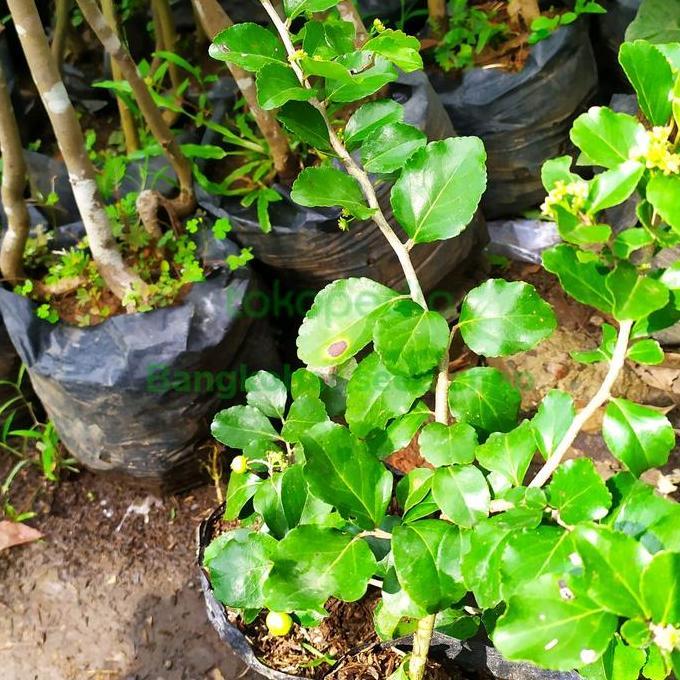 Bibit tanaman buah cherry jepang | buah cherry jepang asli Terbaik