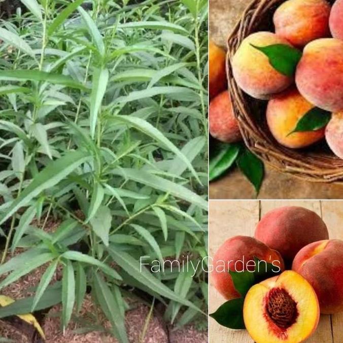 Bibit Tanaman Buah Persik / Bibit Buah Persik Terbaik