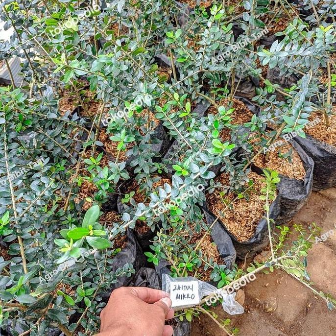 Bibit Tanaman Buah Zaitun Mikro-Pohon Zaitun Mikro Asli-Zaitun Mikro Terbaik