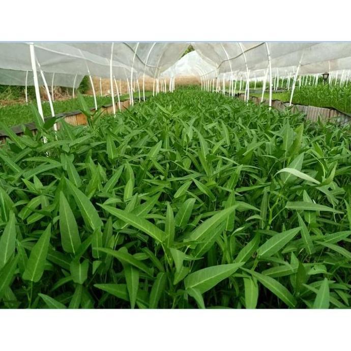 Nutrisi Hidroponik AB MIX Sayur 1 liter