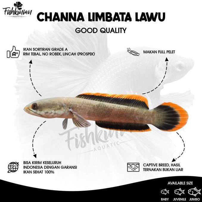 Skyfish- Ikan Channa Limbata Lawu - Rim Tebal Asli Lawu