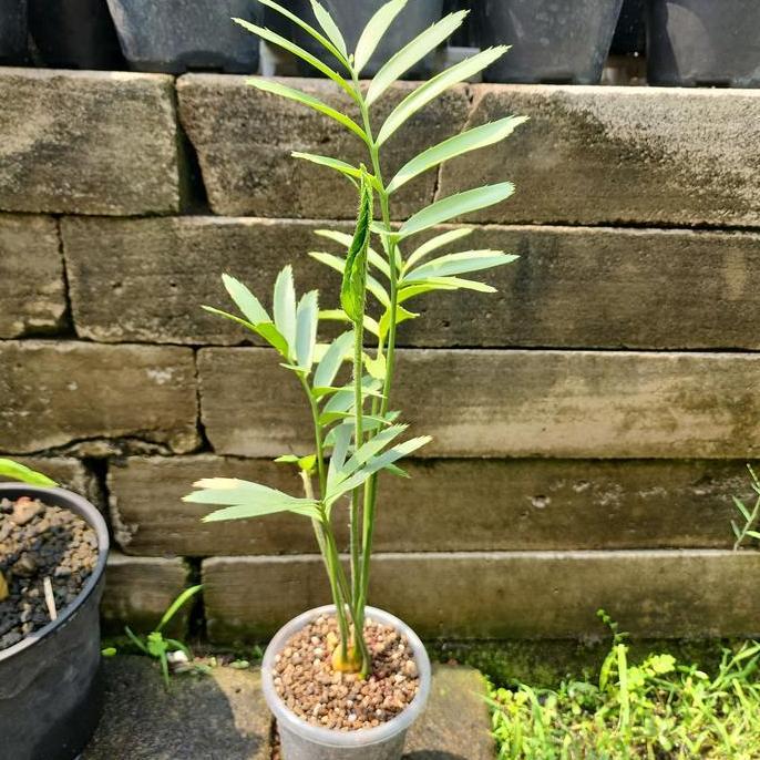 NEW ENCEPHALARTOS SCLAVOI ORI