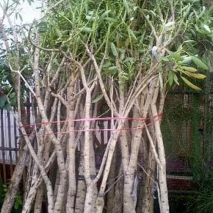 Okwemereza- Tanaman Tabebuya 2 Meter Pohon Pelindung