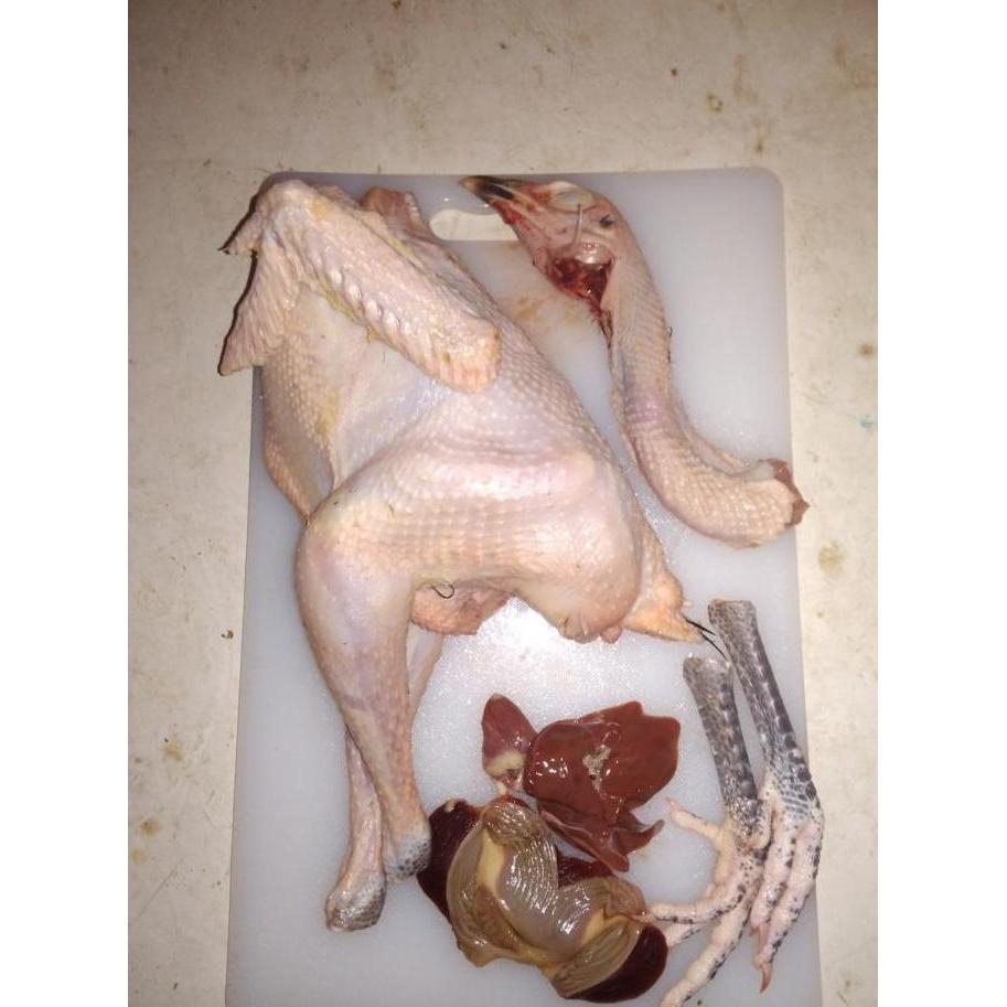 Enyama- Ayam Kampung Asli,Berat Hidup 09-1Kg