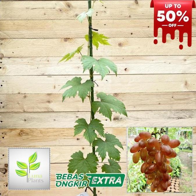 paket 6 bibit anggur - bibit anggur unggul - bibit buah anggur