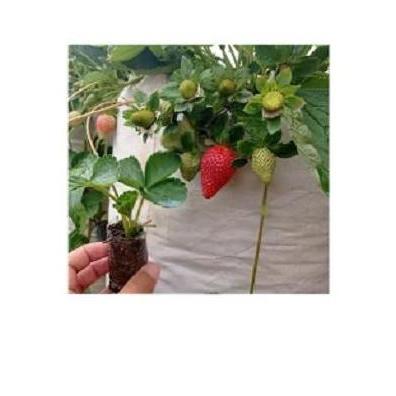 BIBIT STRAWBERRY JUMBO MANIS