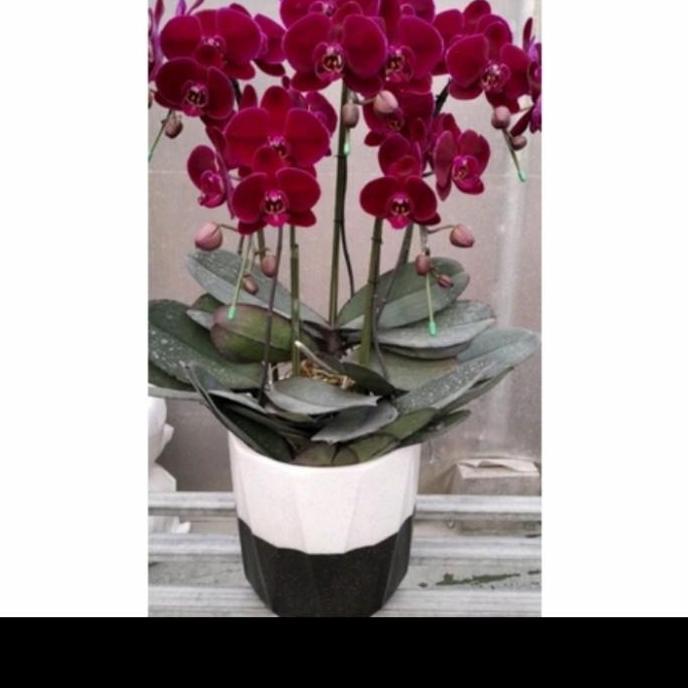 anggrek bulan jumbo dewasa