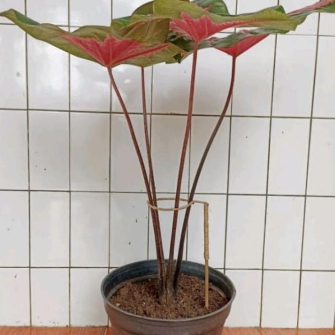 turus penyangga tanaman Keladi