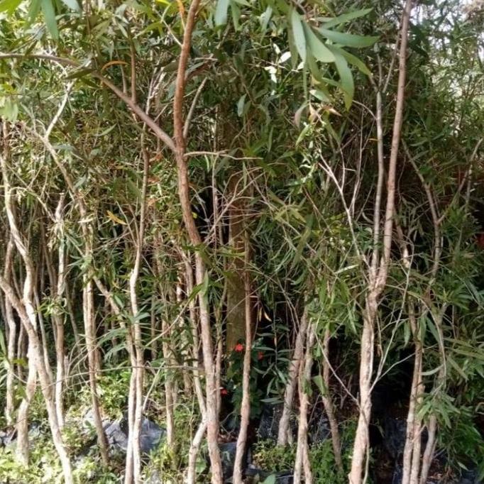 Pohon hias kayu putih tinggi 2meter