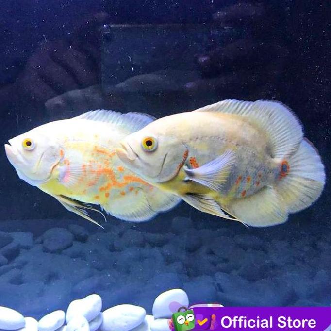 Yujitaro- Ikan Oscar Albino / Ikan Predator / Ikan Hias Aquascape