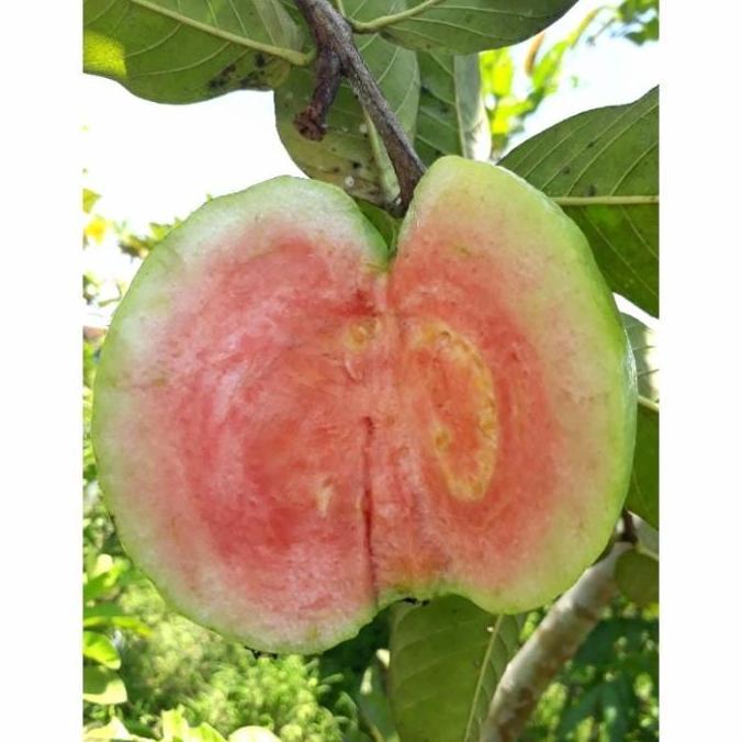 fresh cangkok jambu kristal merah