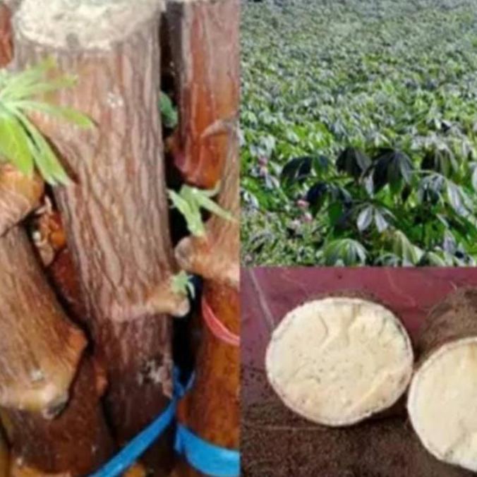 bibit singkong(Ketela pohon super)