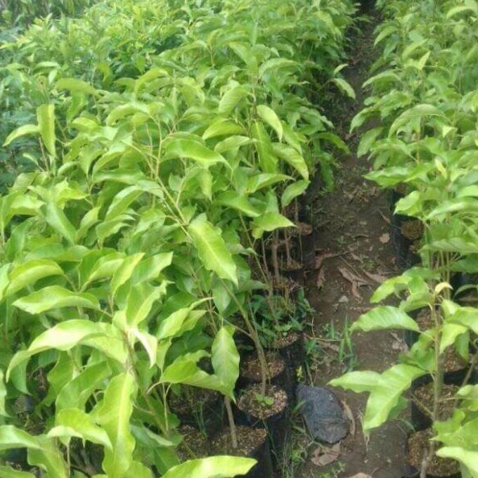 bibit bunga kantil merah