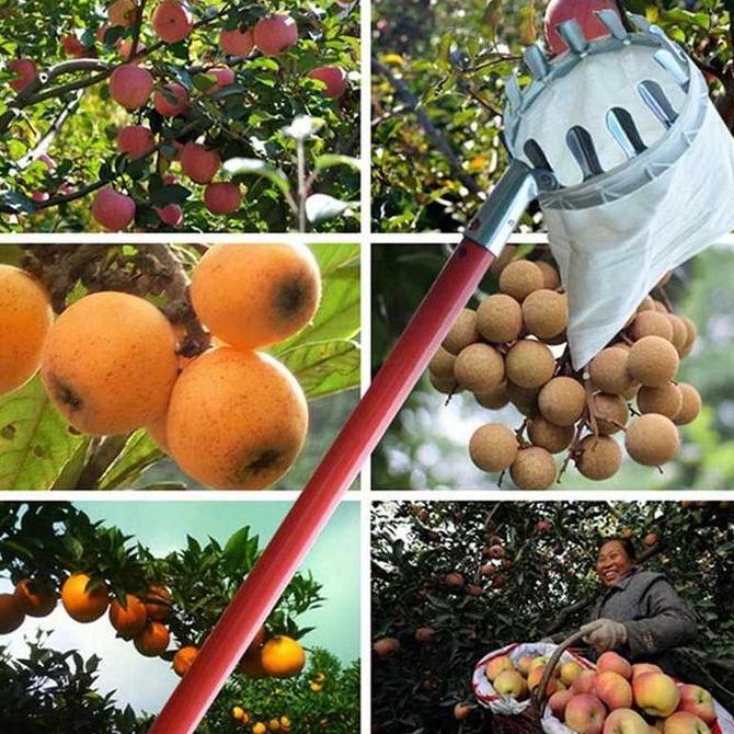 Parkx- Alat Ujung Galah Petik Buah Pemetik Buah Mangga Rambutan Jambu