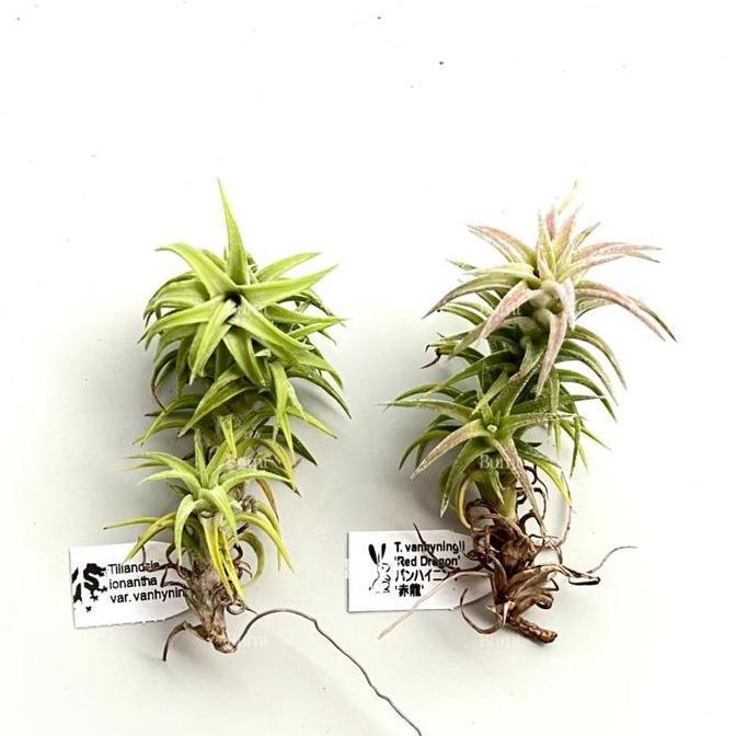 Tillandsia Ionantha Var. Vanhyningii -  Import Bumi Air Plant Udara Tbk