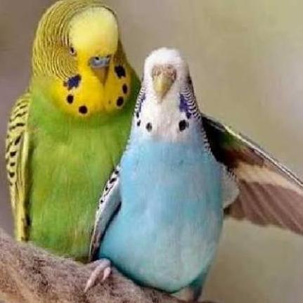 burung parkit warna mutasi sepasang pilihan