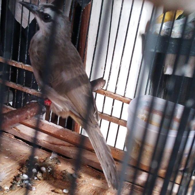 burung trucuk rawatan dari lolohan bunyi