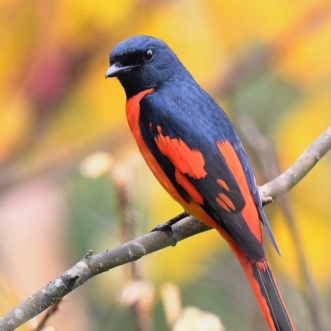 burung mantenan merah besar pilihan