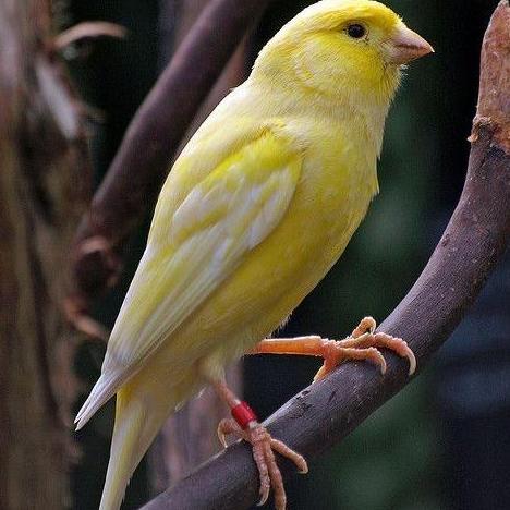 burung kenari loper cerah pilihan