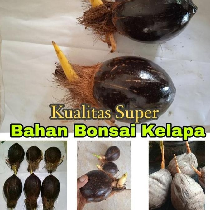 Bonsai Kelapa/Bahan Bonsai Kelapa/Bonsai Kelapa Gading/Bonsai minion