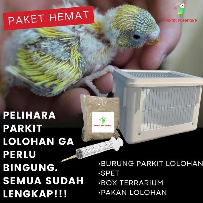 PAKET MURAH BURUNG LOLOHAN BOX TERRARIUM PAKAN SPET