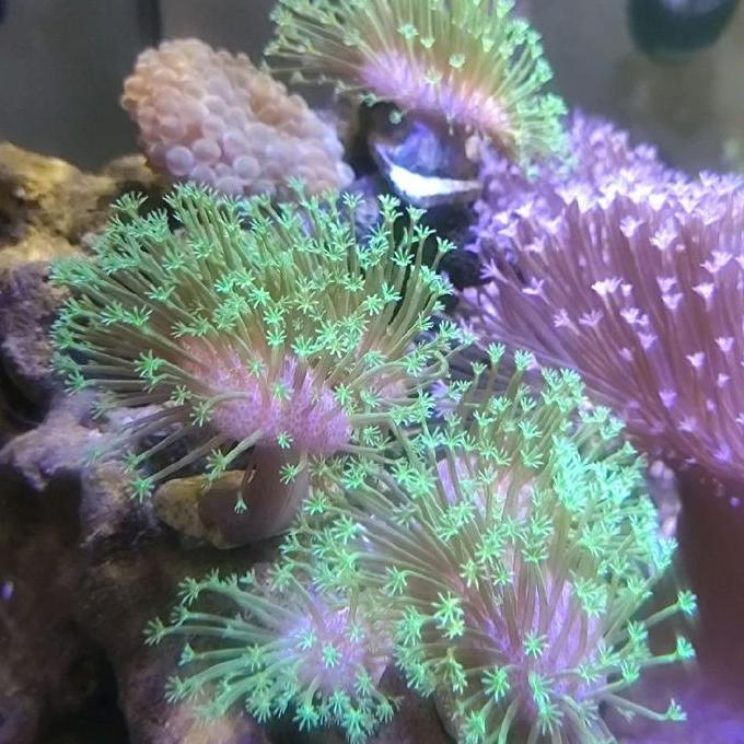 Coral Payungan Fiji Green Toadstool Frag