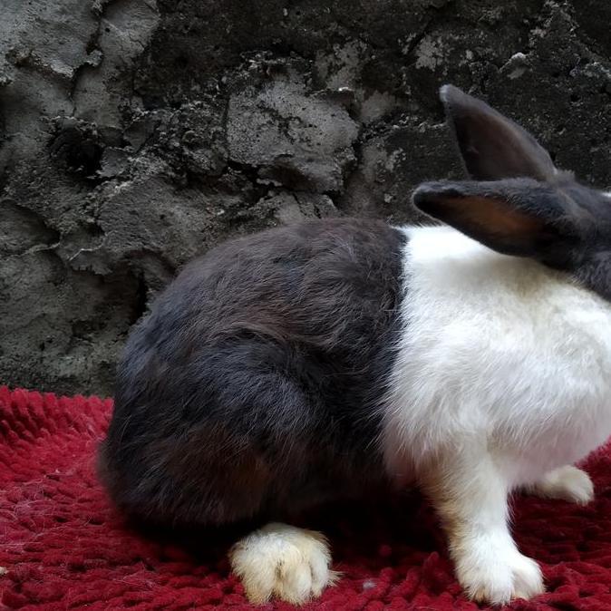 Kelinci indukan dutch