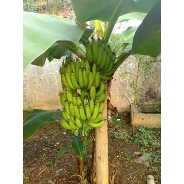 Bibit pohon Pisang Cavendis Kultur jaringan pendek MMZ viral