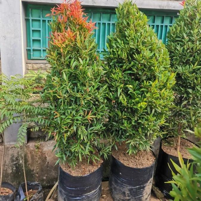 tanaman pucuk merah rimbun, tinggi 1,5 sampai 2meter