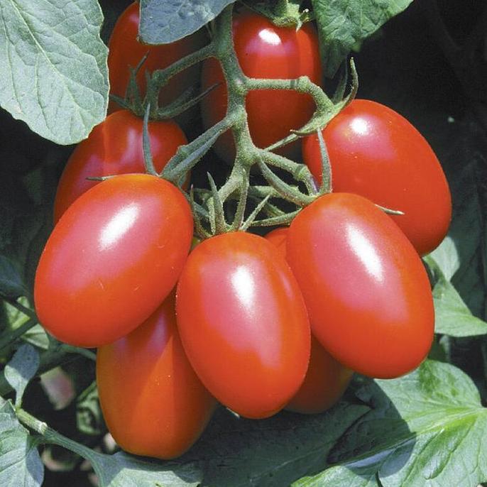 Benih Bibit Biji - Red Cherry Tomato Juliet F1 Tomat Mini Ceri Merah Hibrida Seeds - Tahan Terhadap 