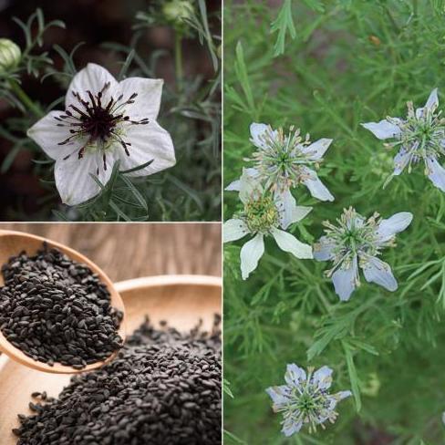 Benih / Bibit / Biji - Jintan / Jinten Hitam (Black Cumin) - IMPORT