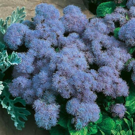 Benih Bibit Biji - Bunga Ageratum Blue Mink Floss Flower (Ageratum houstonianum) Seeds - IMPORT