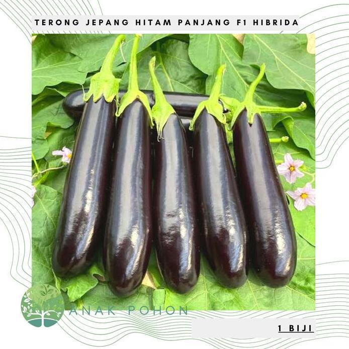 Benih Bibit Biji - Terong Jepang Hitam Panjang F1 Seeds - IMPORT