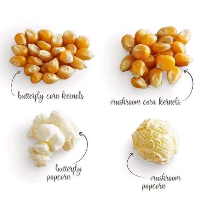 Jagung Popcorn Musrom jagung Popcorn jumbo Mushroom ballan HC