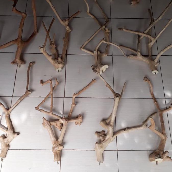 Kayu kopi tangkringan jepit panjang 60cm an