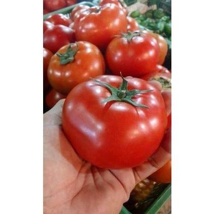Benih Bibit Biji - Tomat Apel Merah Ukuran Besar Seeds