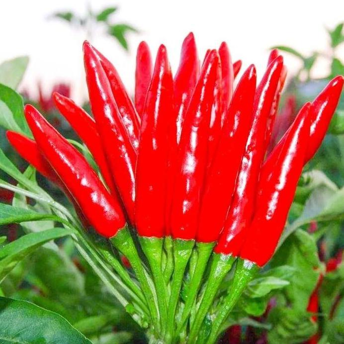 Benih Bibit Biji - Cabai Rawit Red Supreme 107 Hibrida Thai Bird Chili Pepper Seeds - IMPORT THAILAN