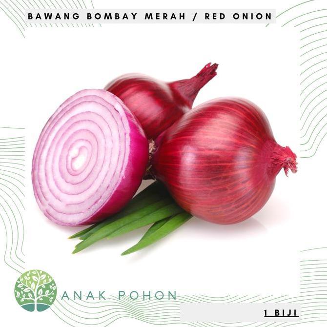 Benih Bibit Biji - Bawang Bombay Merah Red Onion Seeds - IMPORT