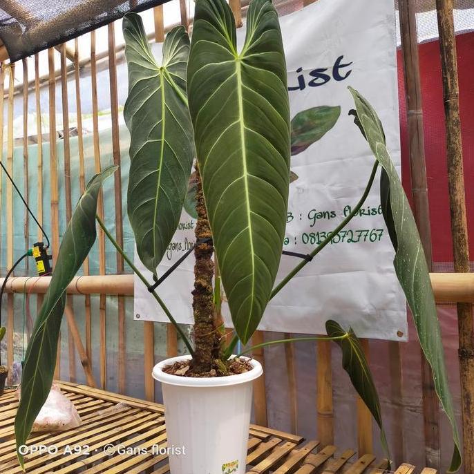 philodendron melanochrysum narrow form