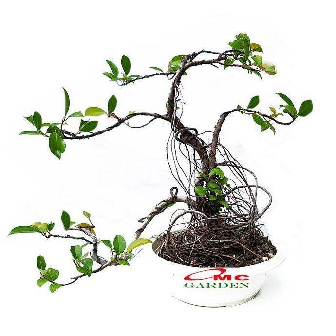 Bonsai Beringin Lokal Local Iprik Kimeng Ficus Microcarpa B-BR-001