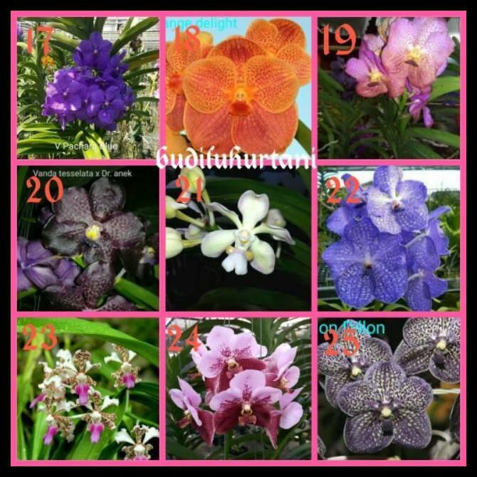 Promo / Anggrek Vanda Dewasa
