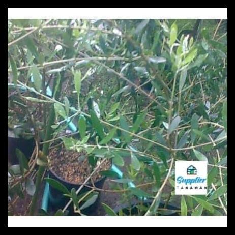 Promo / Bibit Buah Zaitun - Bibit Tanaman Obat Zaitun