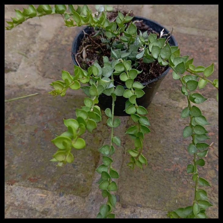 Promo / Tanaman Hias Dischidia Ruscifolia Million Hearts Bibit