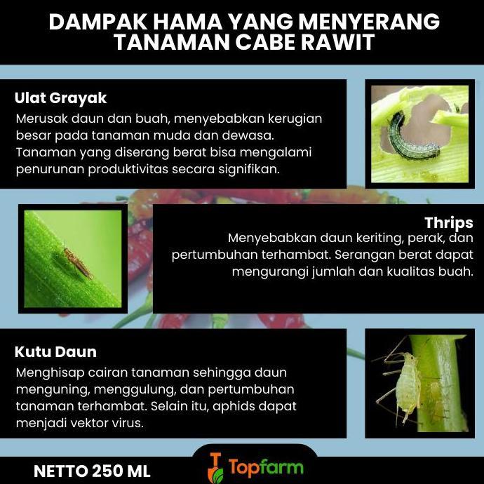 Obat Hama Khusus Cabe Rawit / Pestisida Organik Khusus Cabai Rawit / Insektisida Pembasmi Lalat Buah