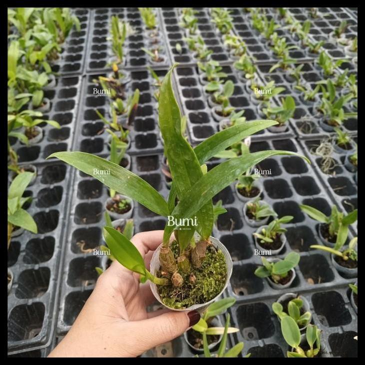 Promo / Dendrobium New Guinea X Dendrobium Tangerinum - Foresta Orchids Bumi Bibit Anggrek