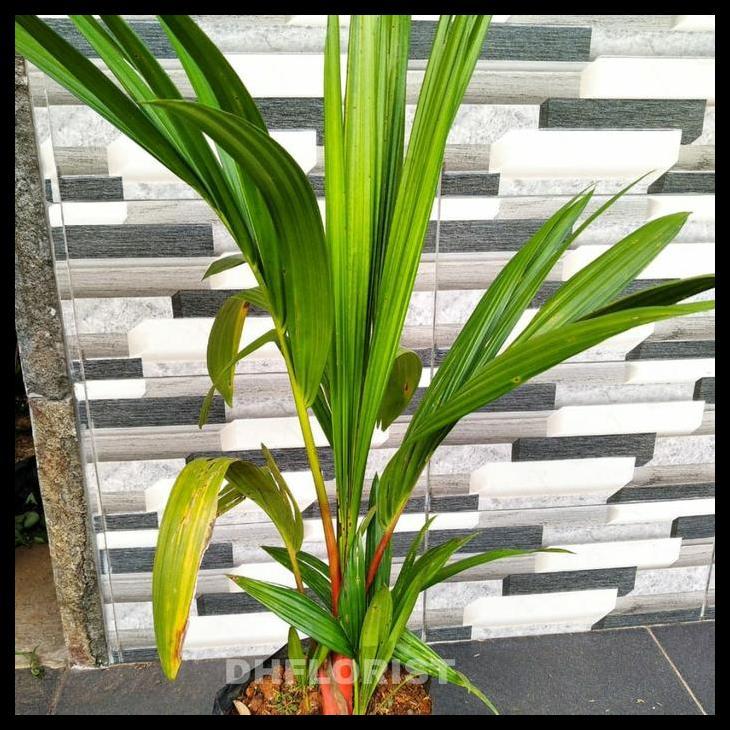 Promo / Tanaman Palm Merah /Pinang Merah