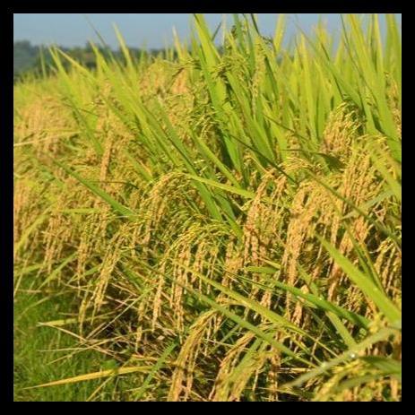 Promo / Benih Padi Bibit Padi Unggul Mr 308 Asli Kemasan 5Kg Nasi Pulen Tahan Rebah Dan Penyakit