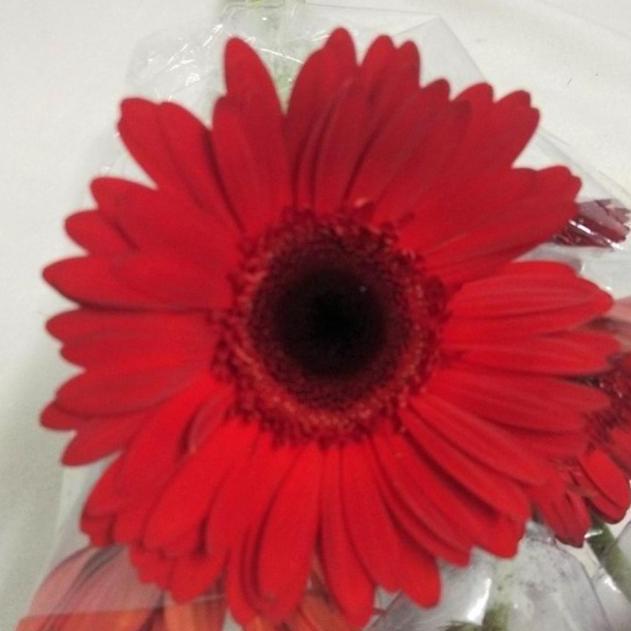 Flwrx- Fresh Cut Gerbera Flower/ Bunga Gerbera Potong Segar Isi 10 Tangkai
