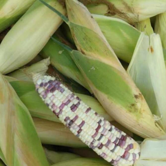 KUALITAS OKE JAGUNG KETAN PUTIH UNGU #JAGUNG BATIK PUTIH UNGU