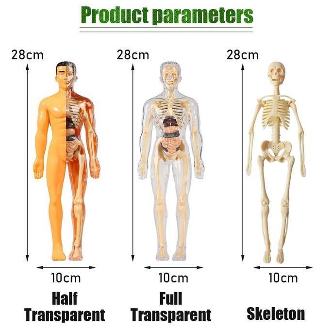 HUMAN BODY ANATOMY MODEL - MAINAN DOKTER - MAINAN TENGKORAK - HUMAN ORGANS - Mainan edukasi kedokter